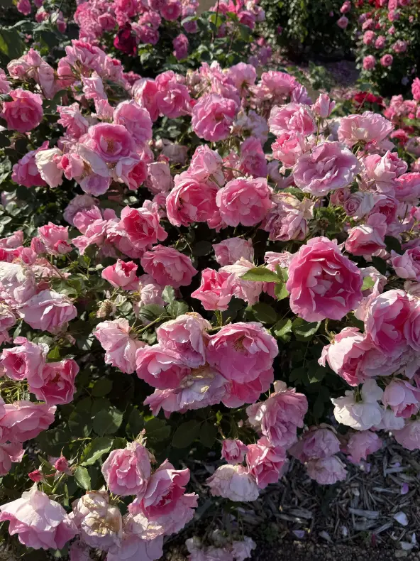 Clusters of soft pink blossoms.