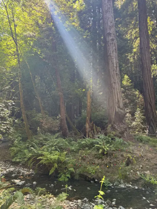Light rays falling through a green forest over a small creek.