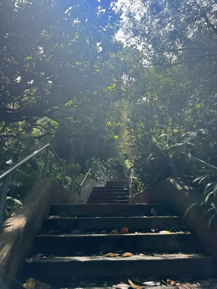 A forest stairway lit by streaming sun.