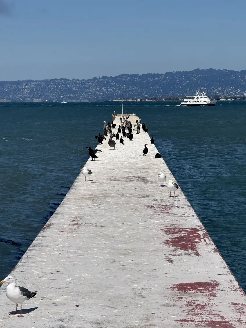A walkway cutting across the water with birds wheeling overhead.