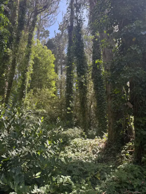 A dense, sunlit forest thick with green trees and vines.